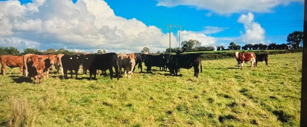 Gort Mart: 9th Oct: Organic & General Sale - Image 2