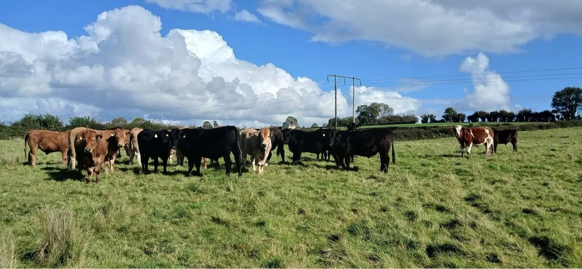 Gort Mart: 9th Oct: Organic & General Sale - Image 3