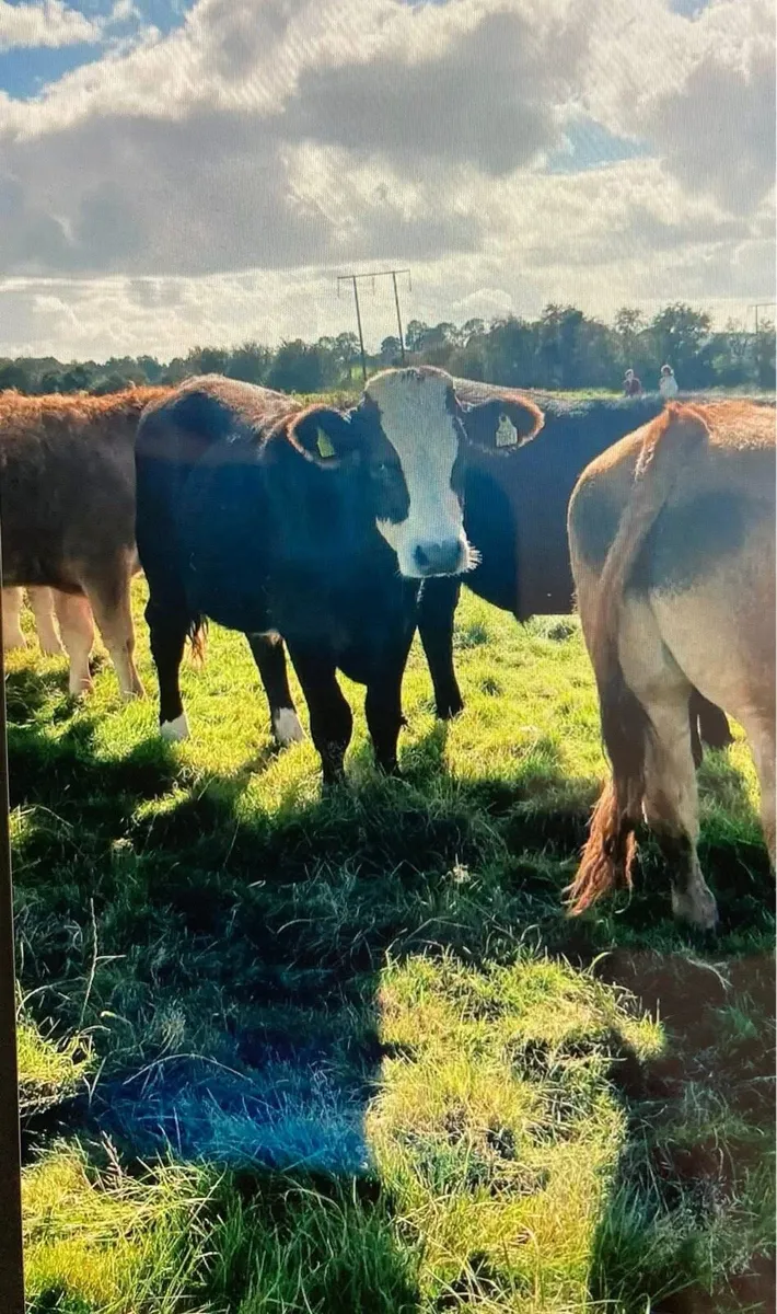 Gort Mart: 9th Oct: Organic & General Sale - Image 4