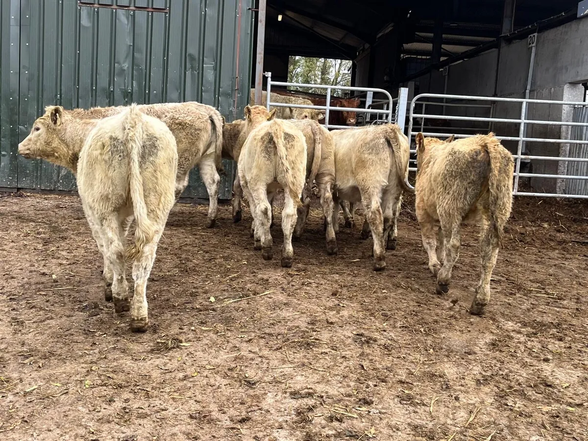 8 super  charlaois heifer weanlings - Image 1