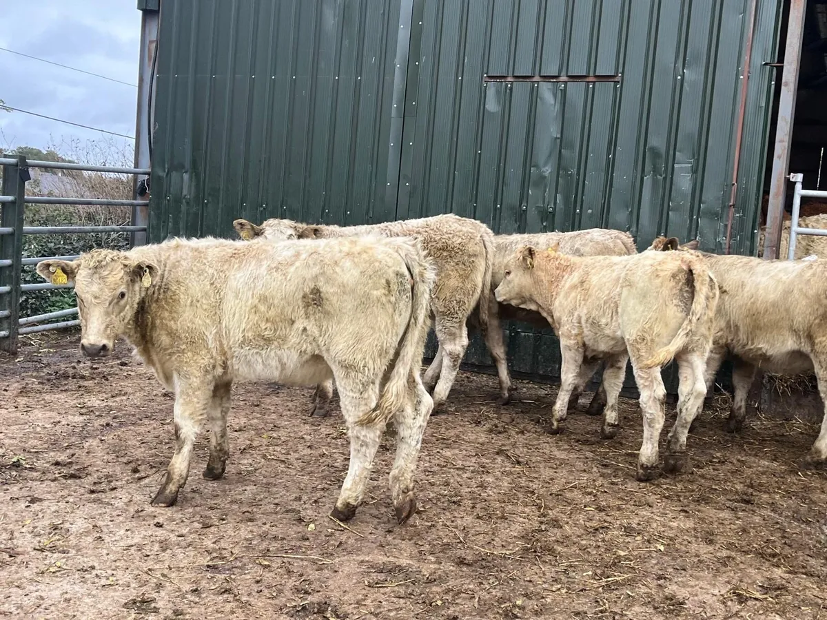 8 super  charlaois heifer weanlings - Image 2