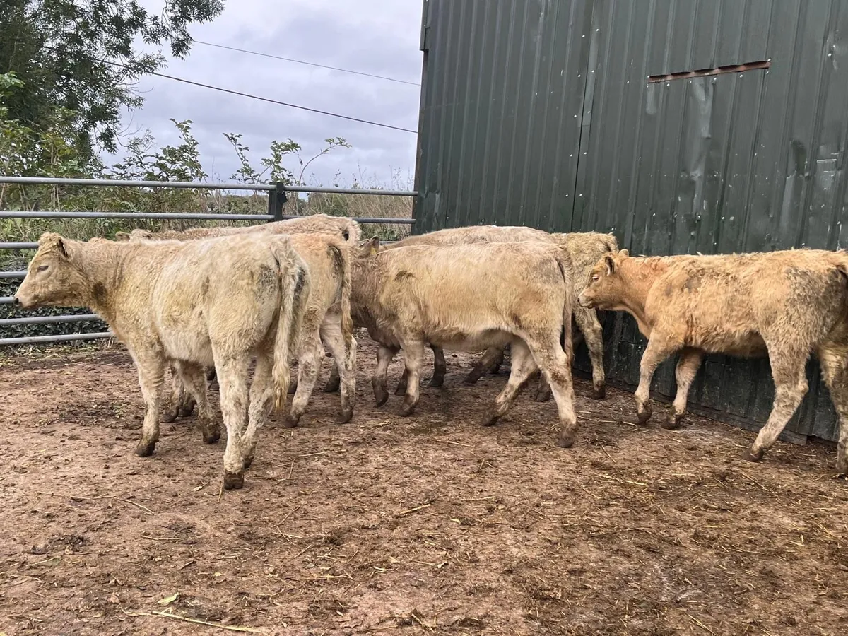 8 super  charlaois heifer weanlings - Image 3