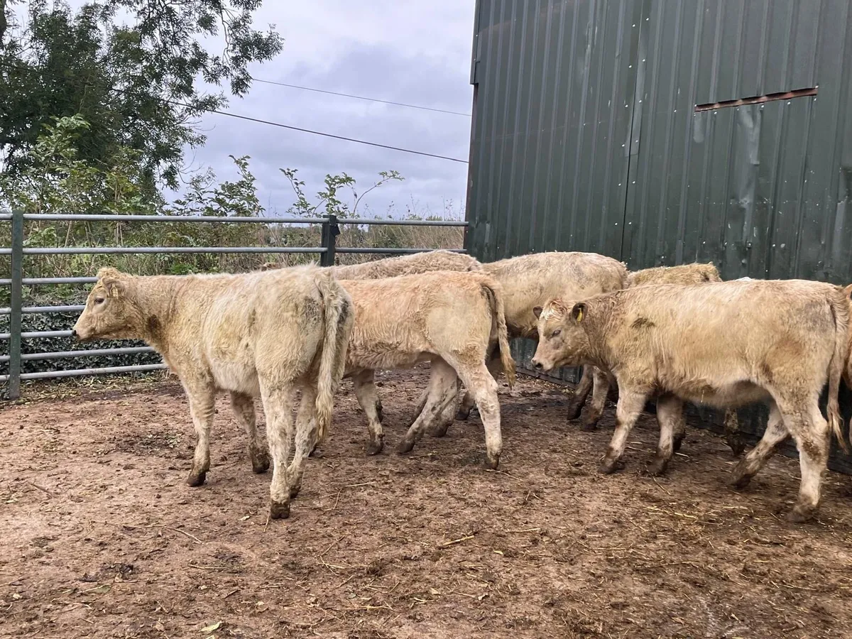 8 super  charlaois heifer weanlings - Image 4