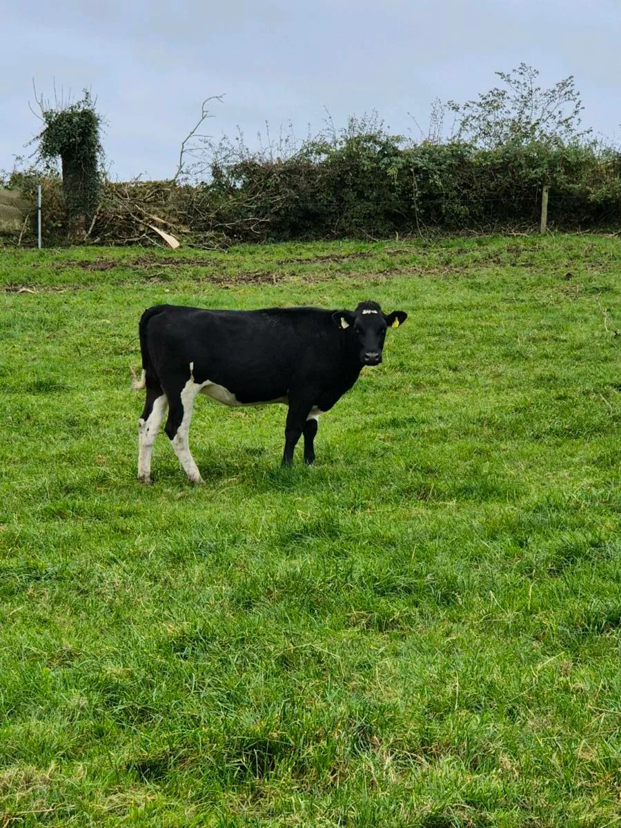 14 High Ebi Incalf Heifers - Image 2