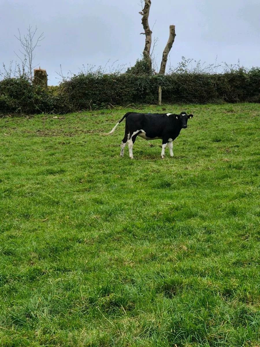 14 High Ebi Incalf Heifers - Image 3