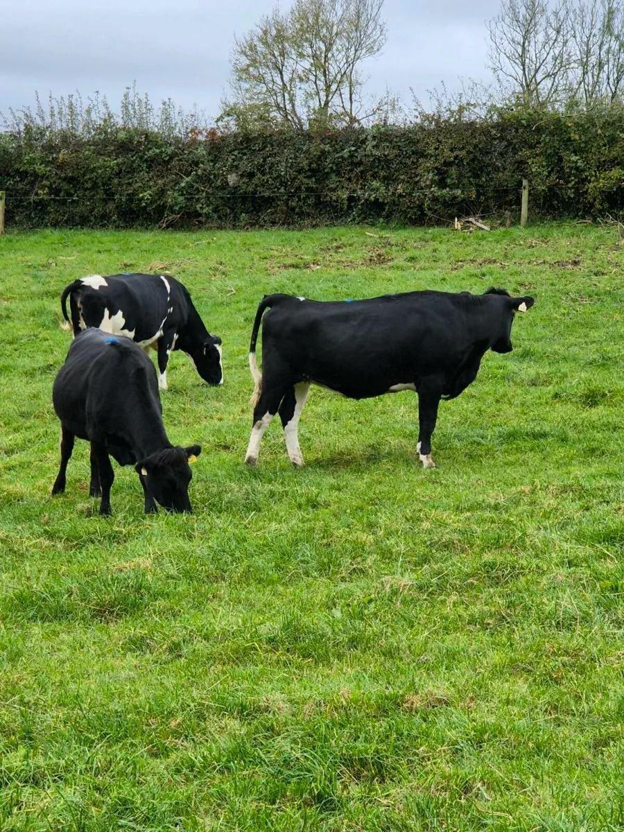 14 High Ebi Incalf Heifers - Image 1