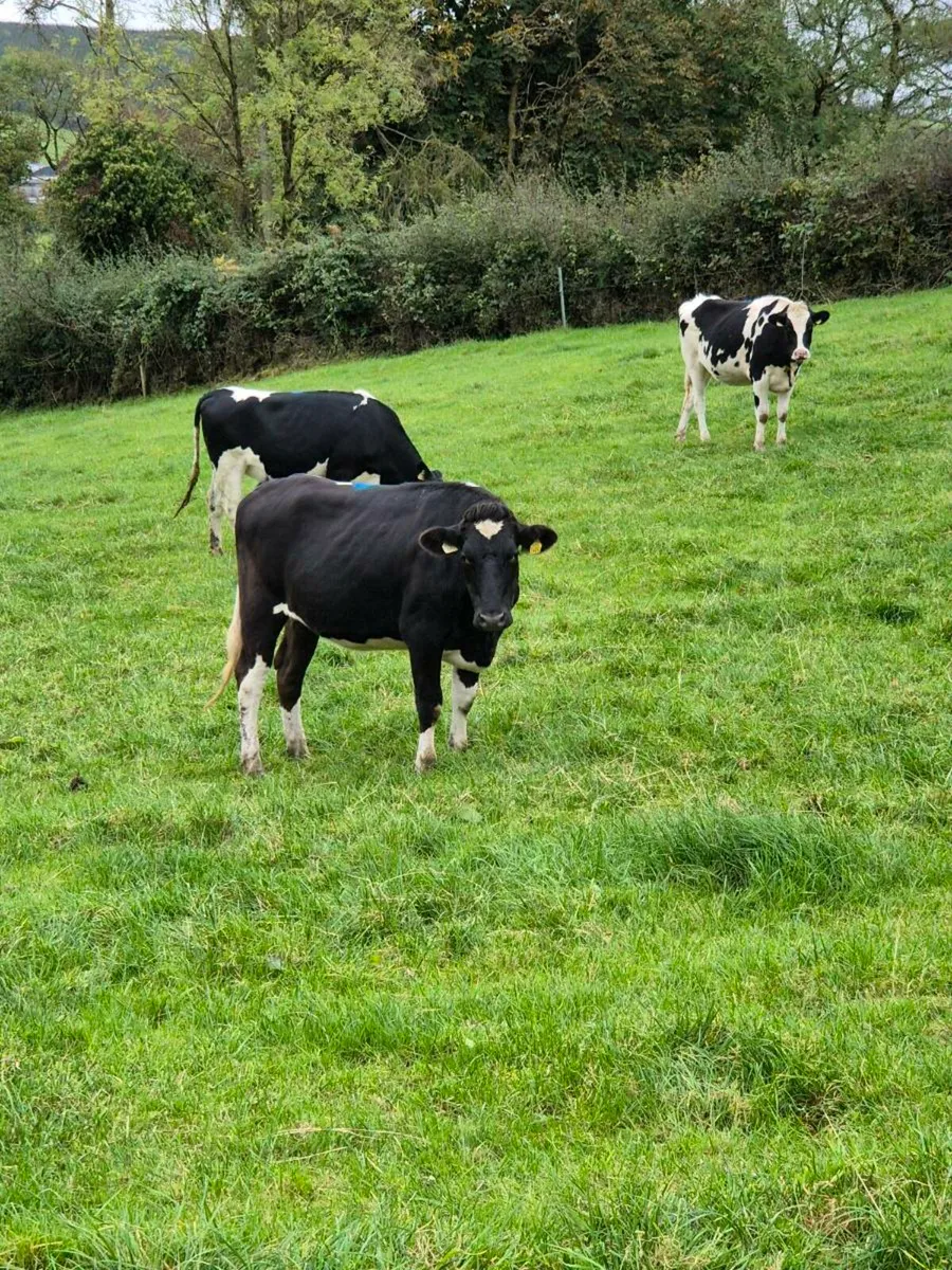 14 High Ebi Incalf Heifers - Image 4