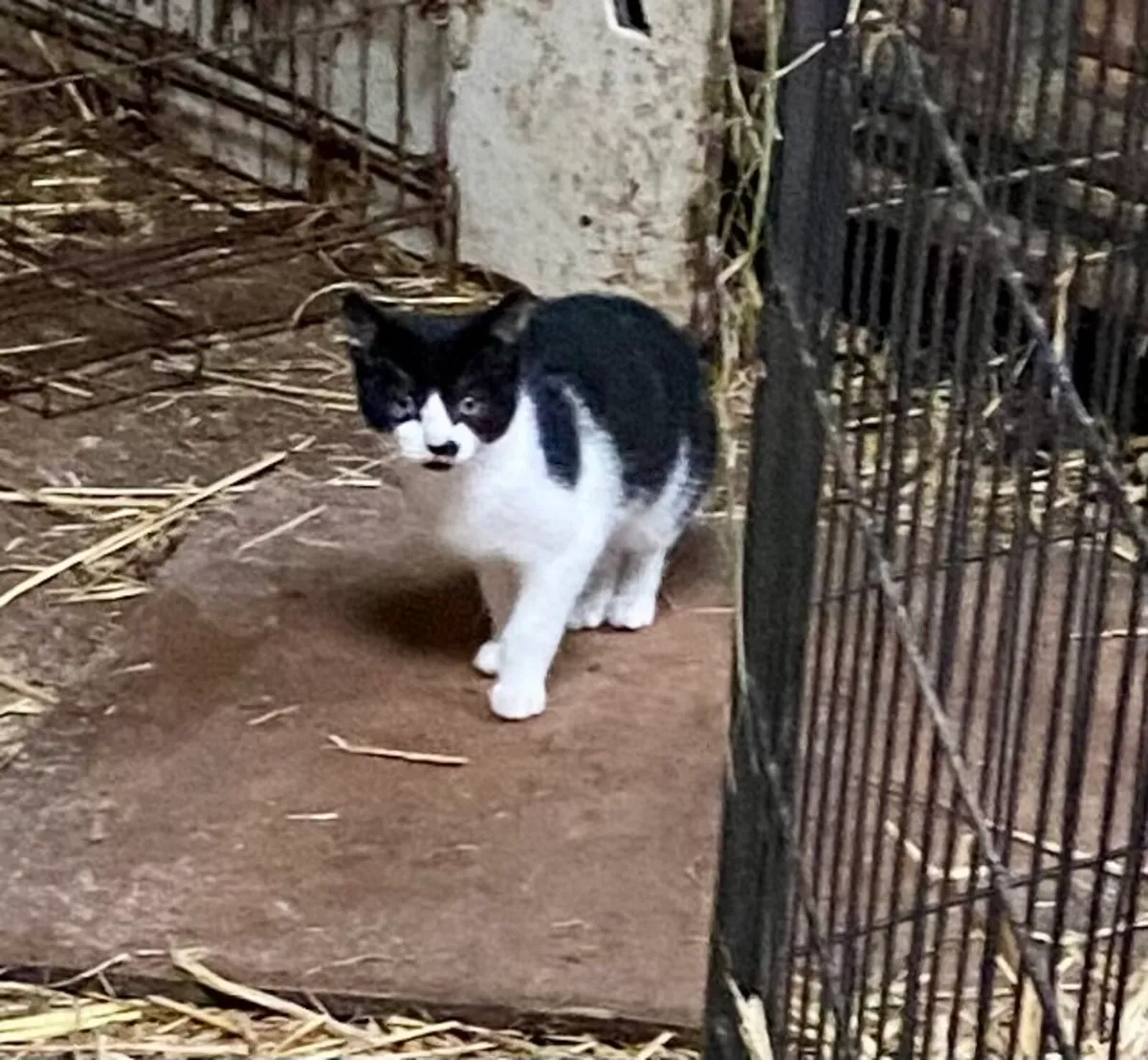 Kitten for sale