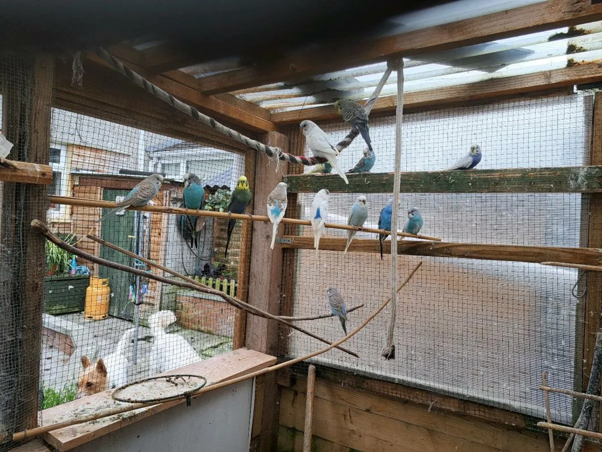 Baby budgies - Image 1