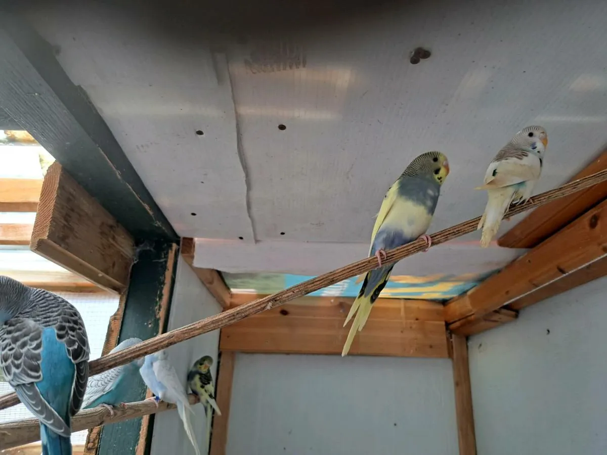 Baby budgies - Image 2