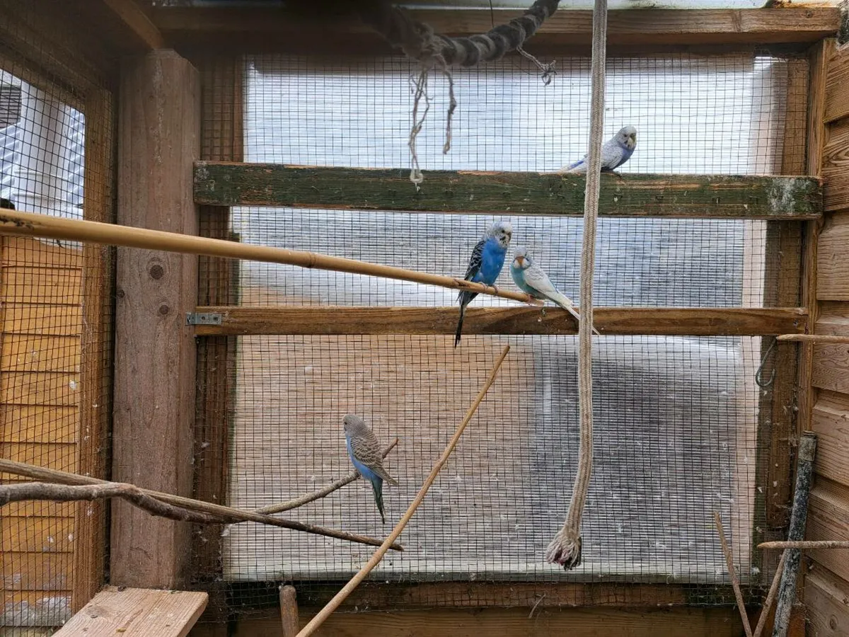 Baby budgies - Image 3