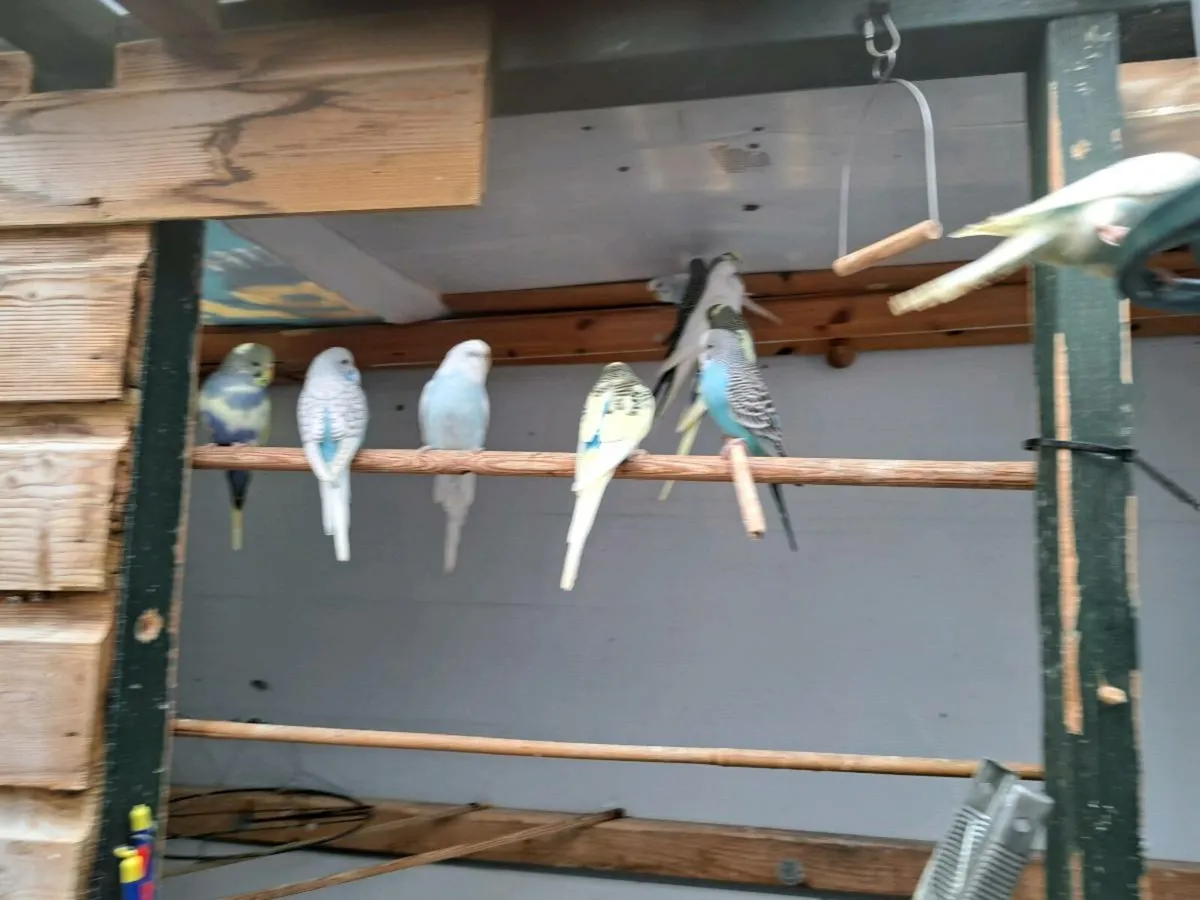 Baby budgies - Image 4