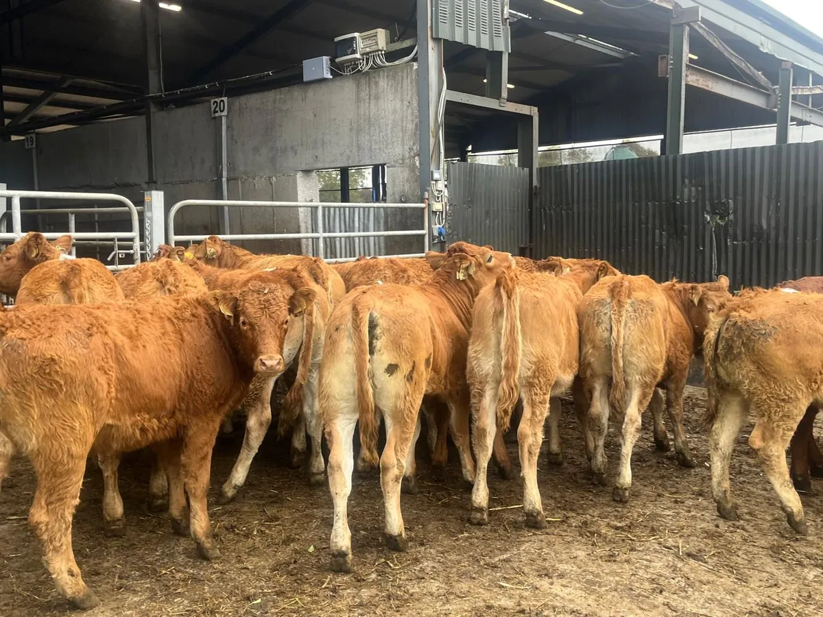 18 super u grade red limosin heifers - Image 1