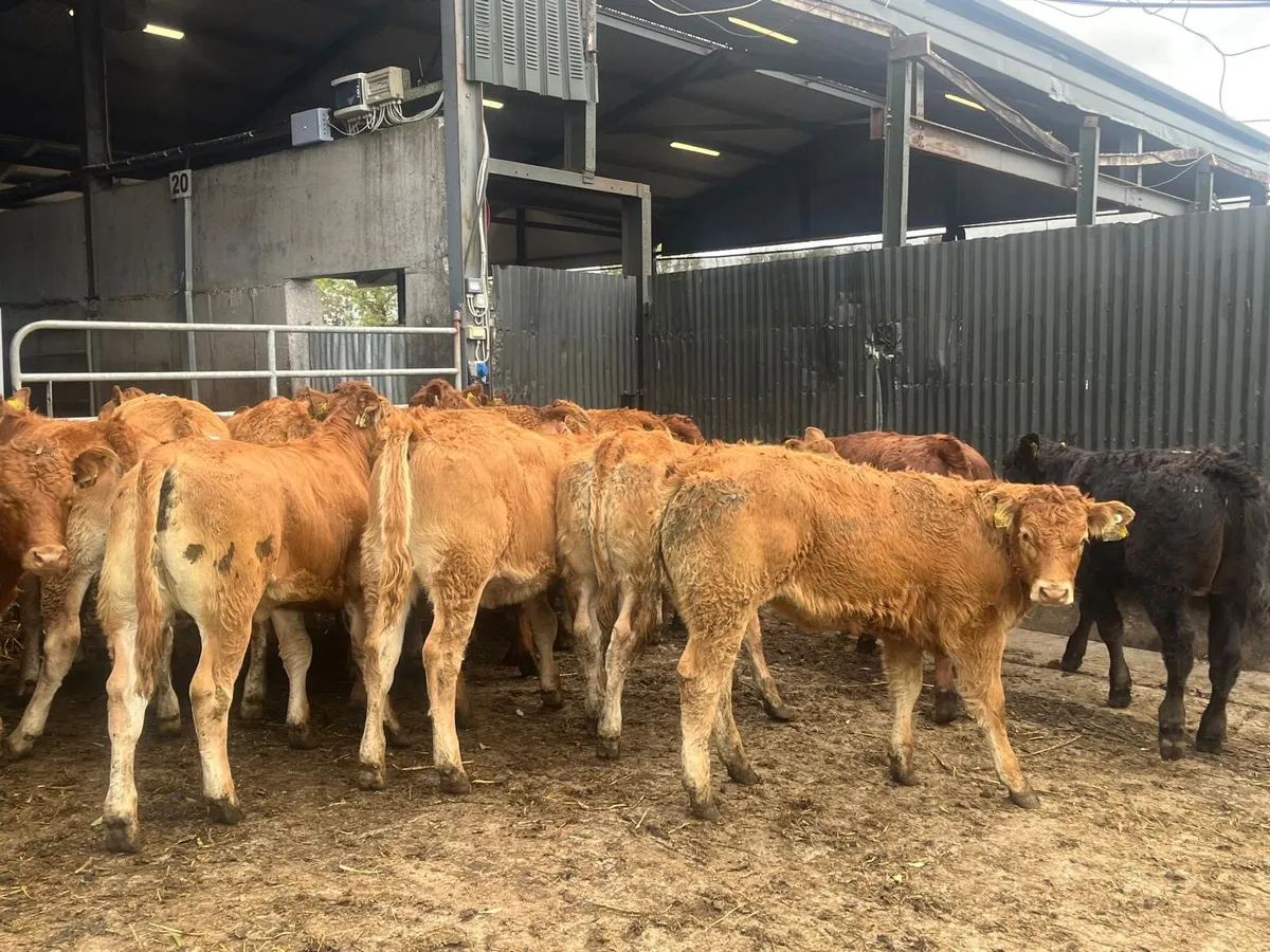 18 super u grade red limosin heifers - Image 2