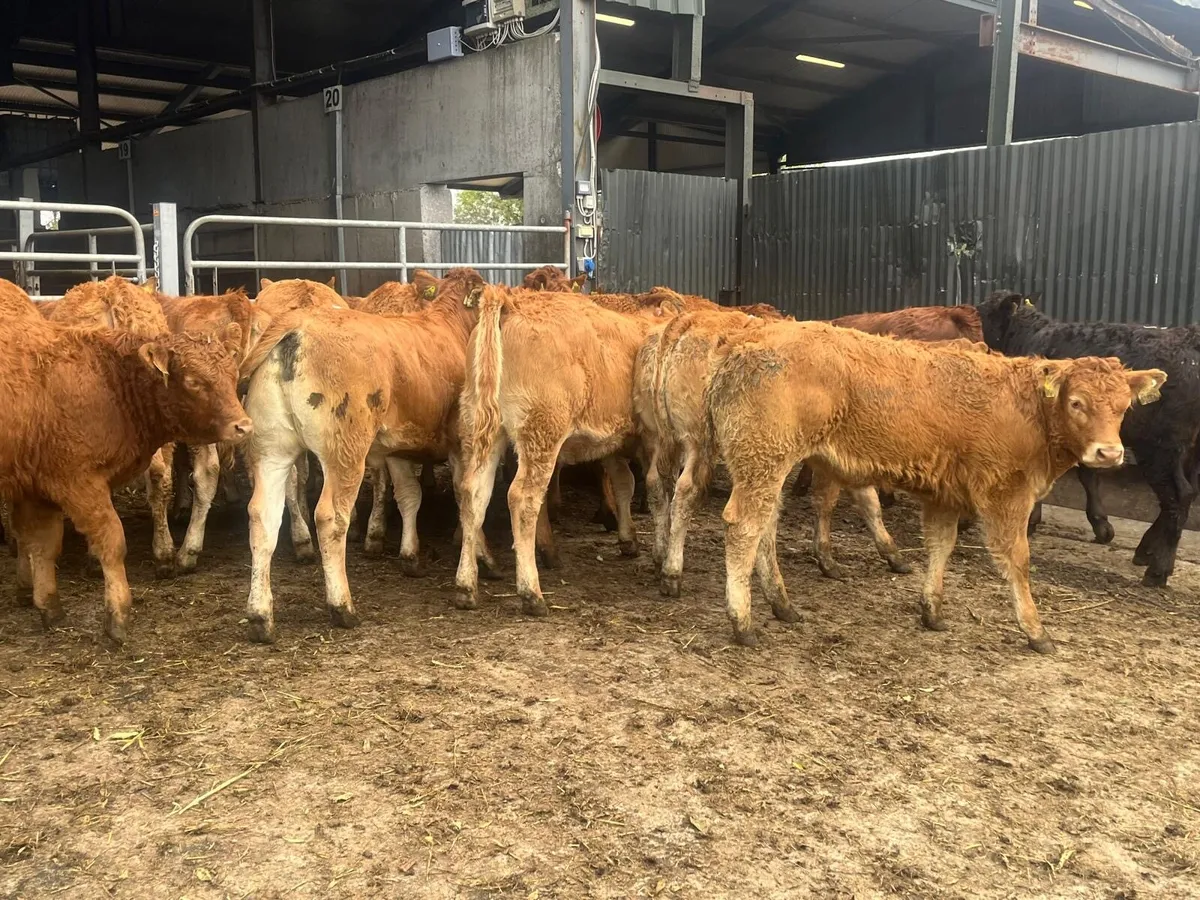 18 super u grade red limosin heifers - Image 3