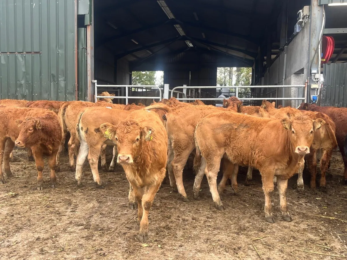 18 super u grade red limosin heifers - Image 4
