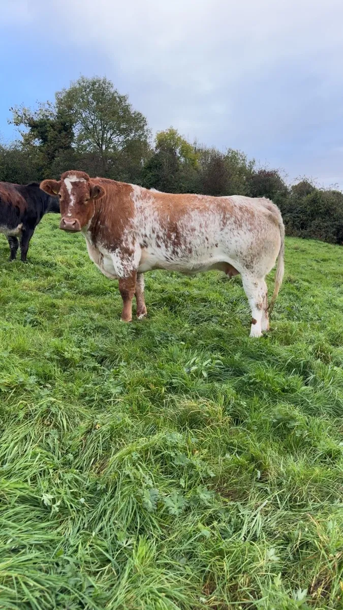 Suckler Cows - Image 1