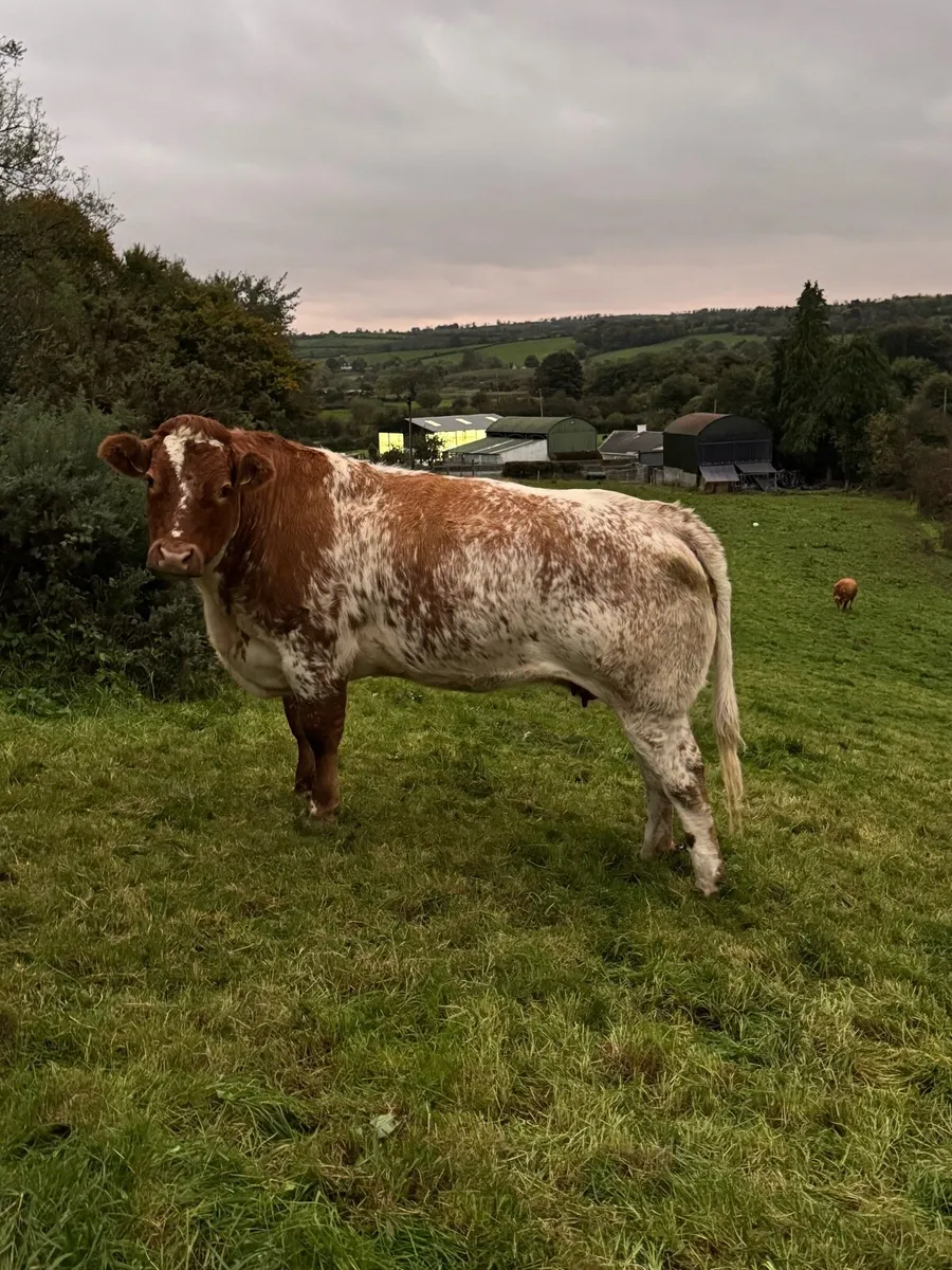 Suckler Cows - Image 2