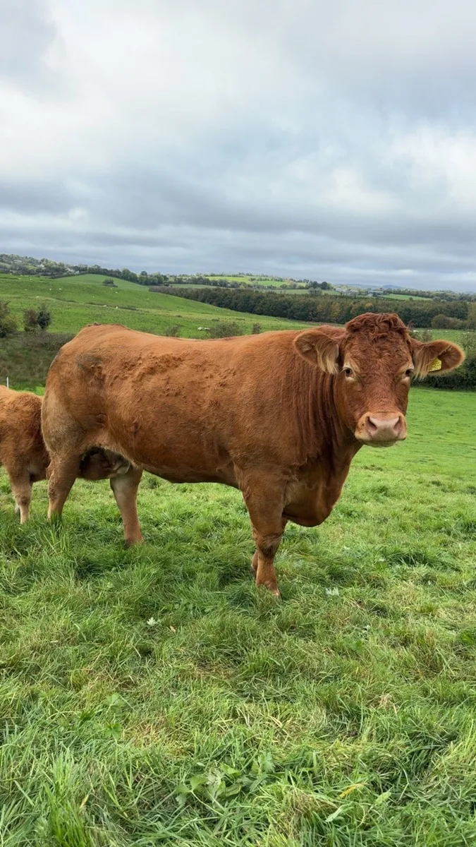 Suckler Cows - Image 3