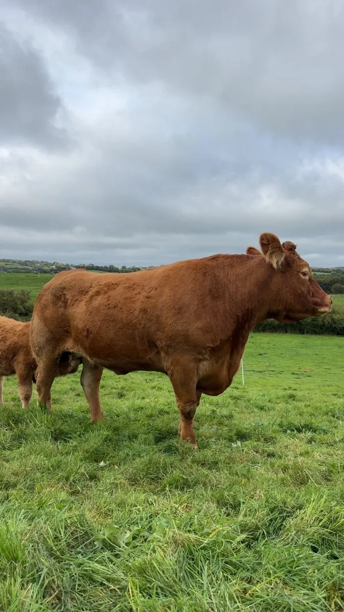Suckler Cows - Image 4