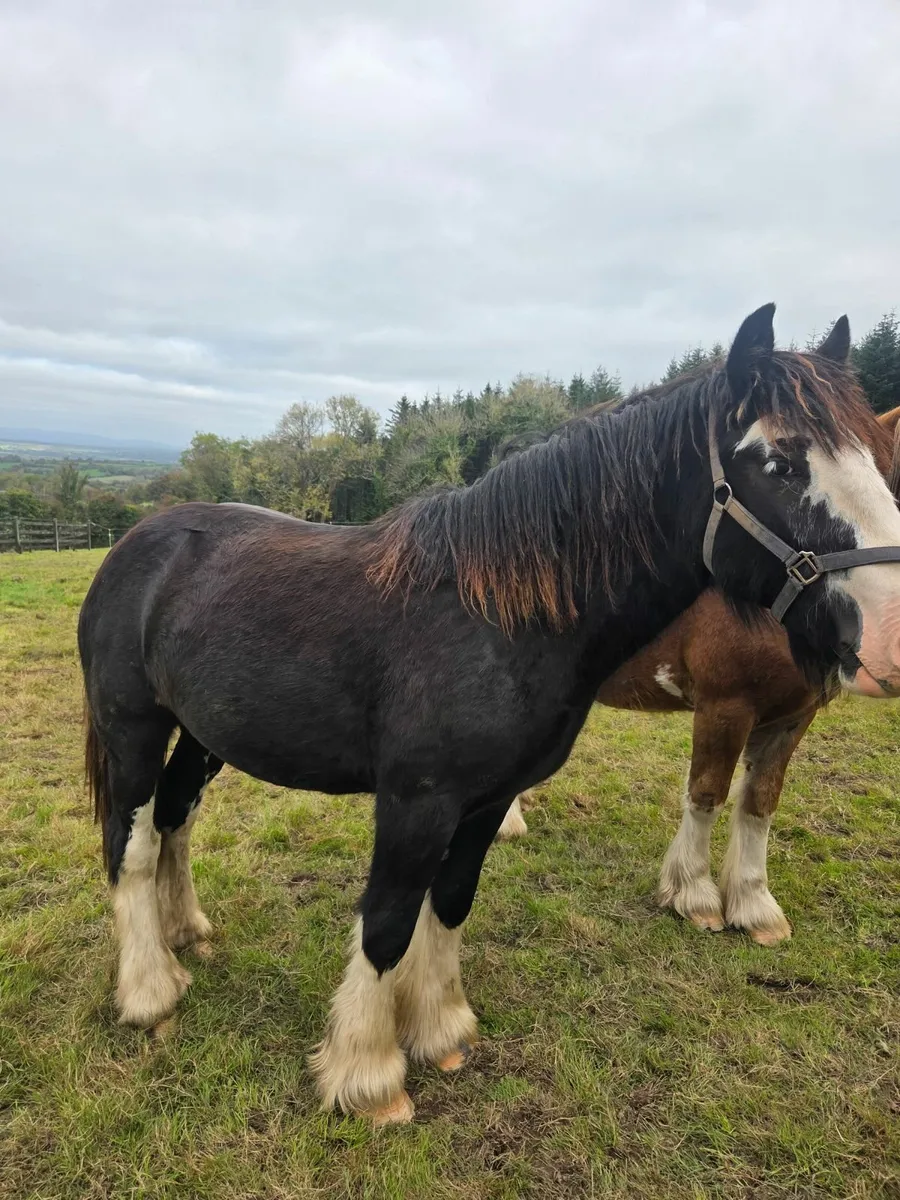 14h Black Splash cob - Image 1