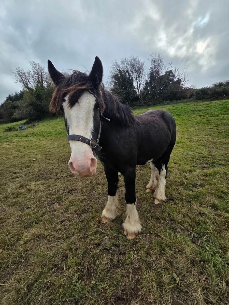 14h Black Splash cob - Image 3