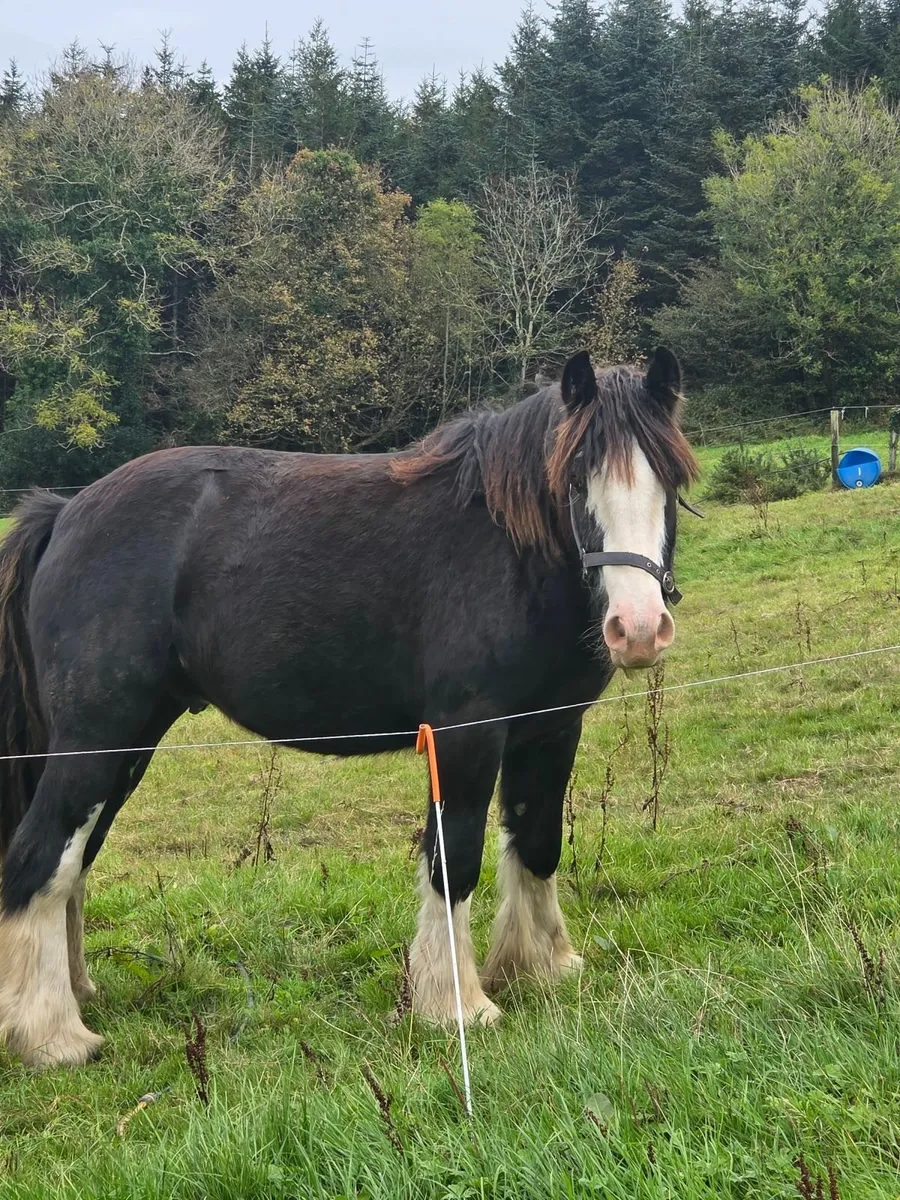 14h Black Splash cob - Image 4