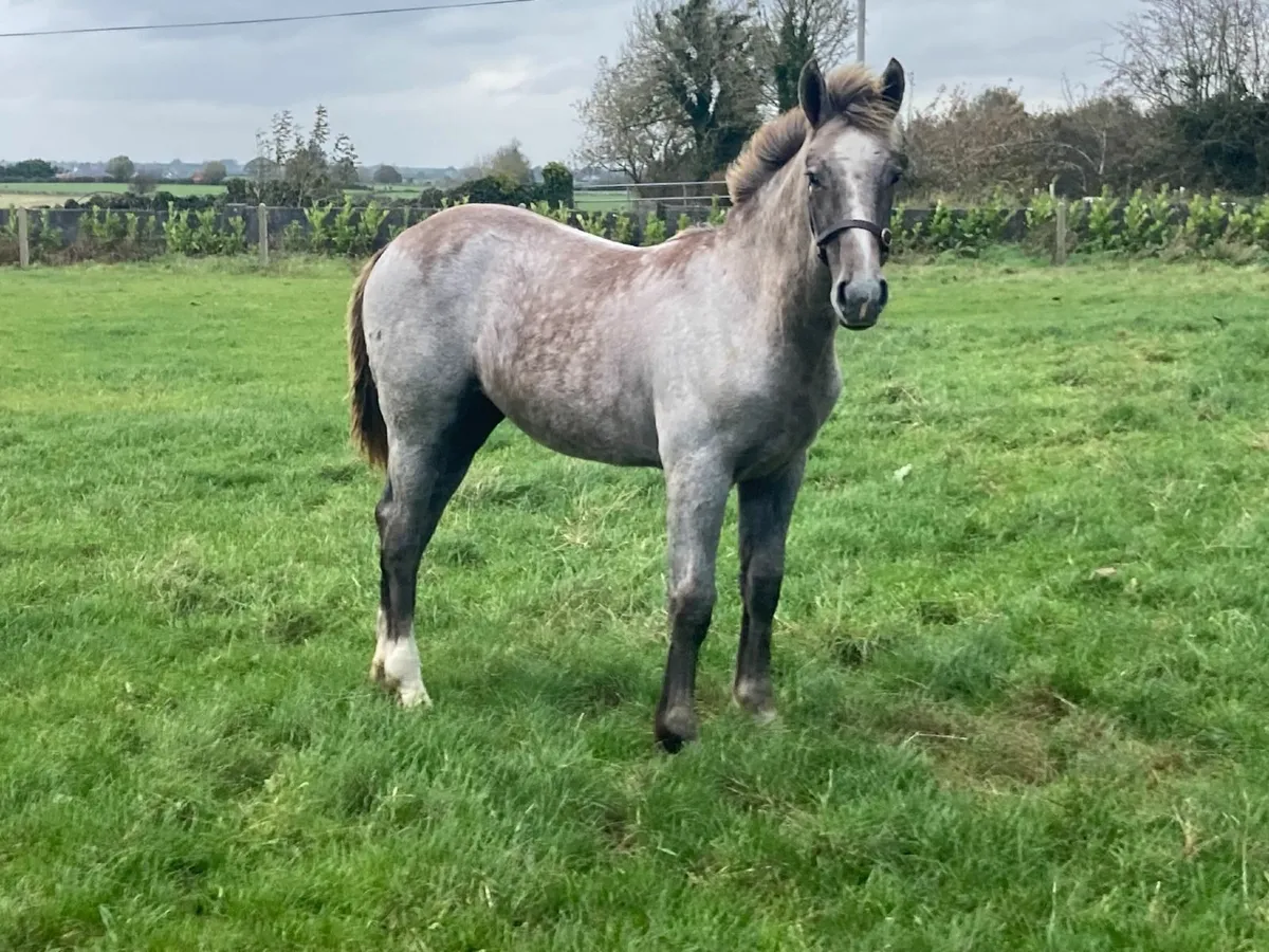 Irish Draught Filly Foal - Image 1