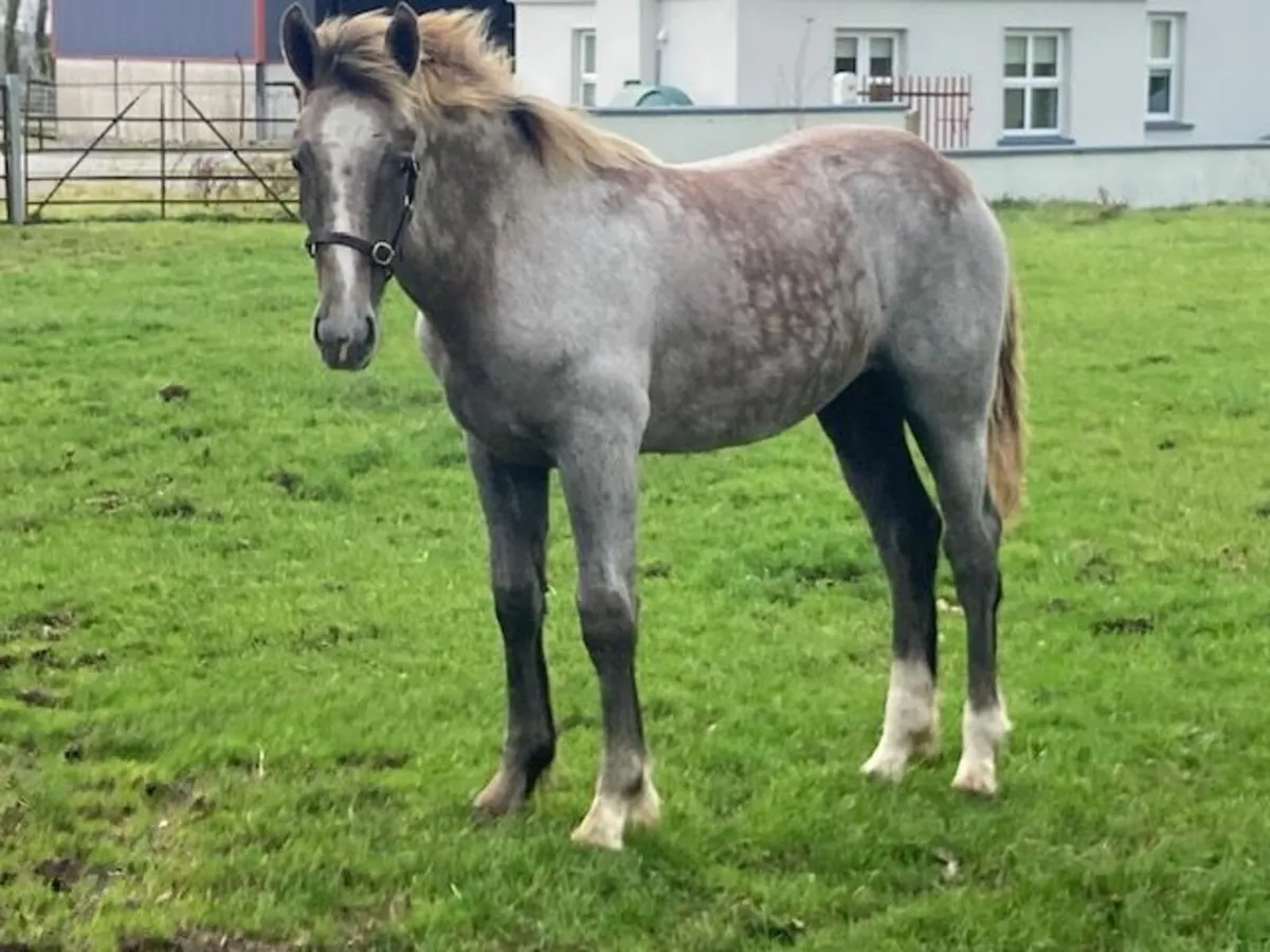 Irish Draught Filly Foal - Image 2