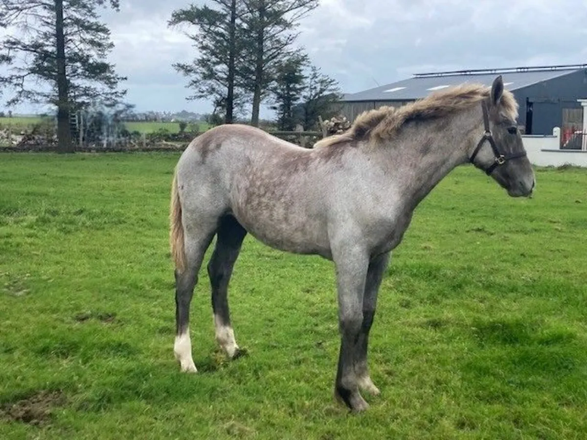 Irish Draught Filly Foal - Image 3