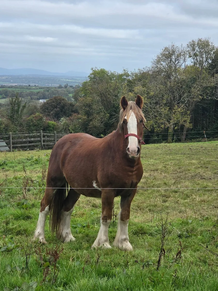 14h Chestnut Cob - Image 1