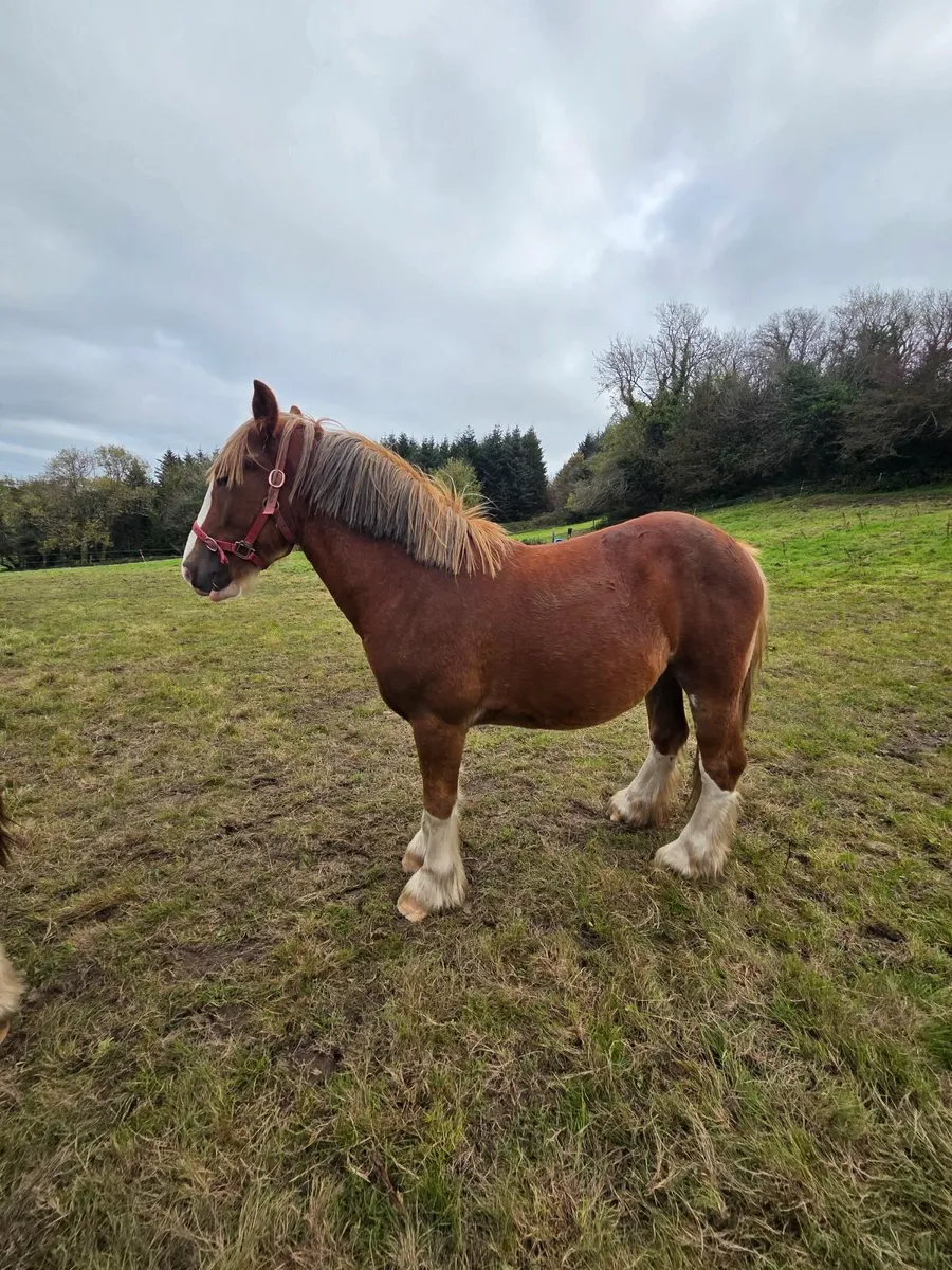 14h Chestnut Cob - Image 2