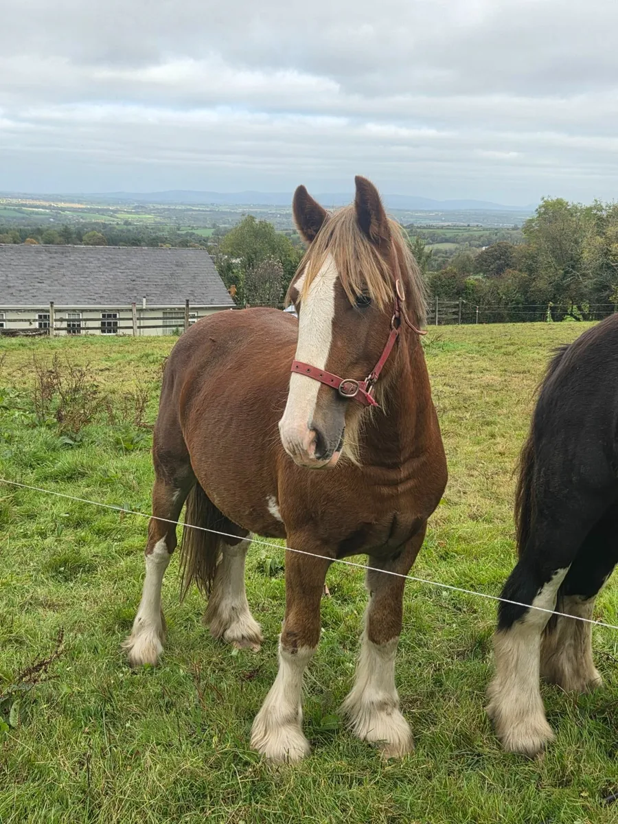 14h Chestnut Cob - Image 3