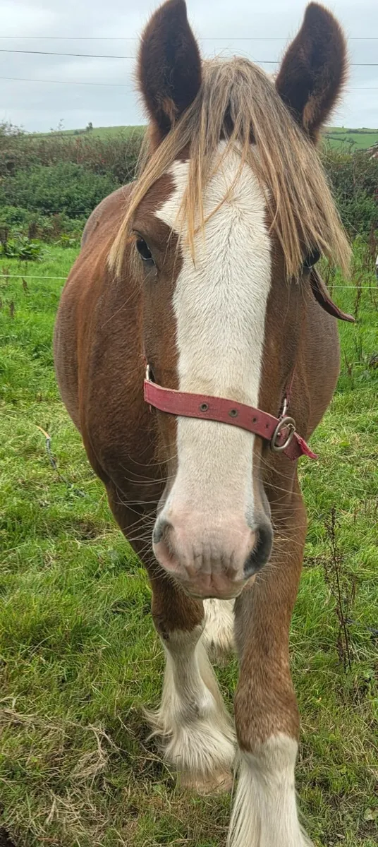 14h Chestnut Cob - Image 4