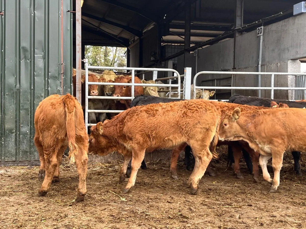 8 super 250kg limosin  heifers - Image 1