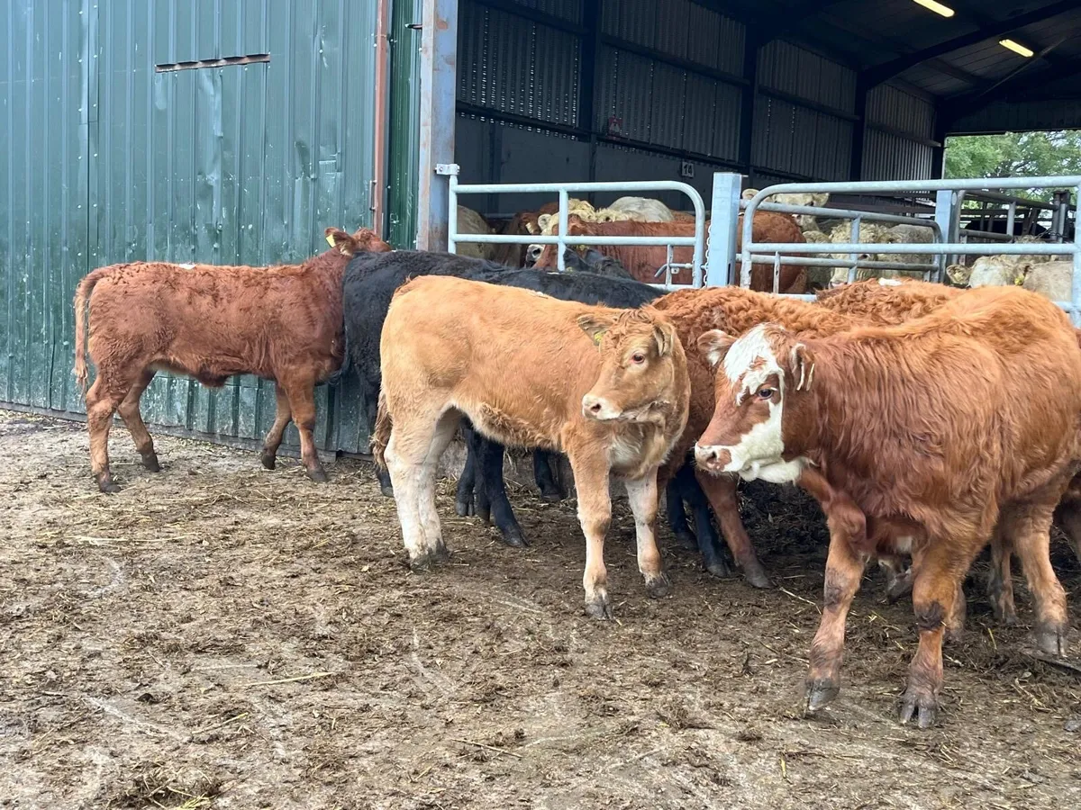 8 super 250kg limosin  heifers - Image 2