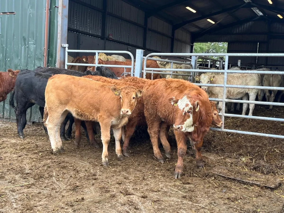 8 super 250kg limosin  heifers - Image 3