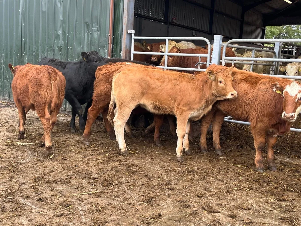 8 super 250kg limosin  heifers - Image 4