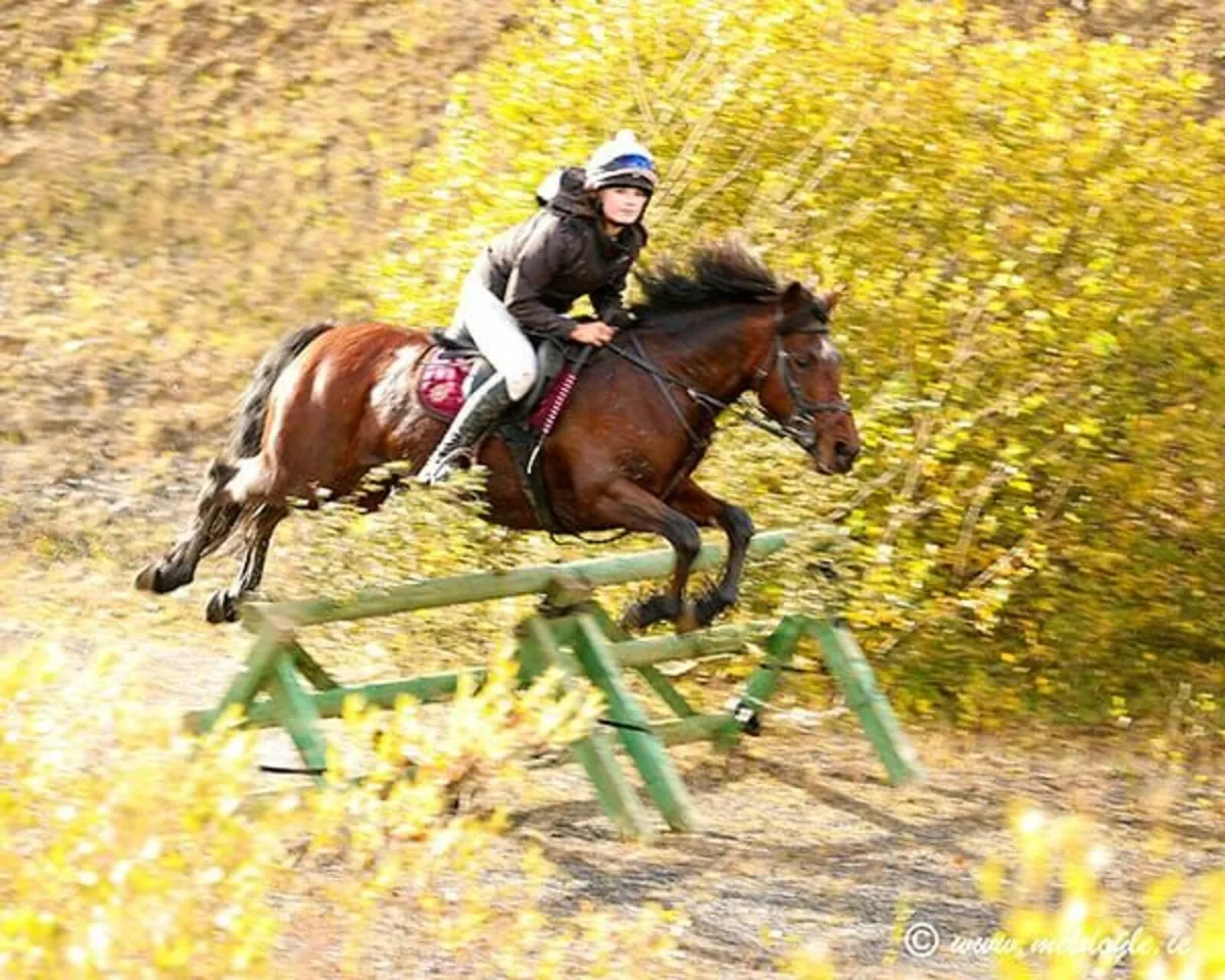 EXPERIENCE HUNTING PONY - Image 3