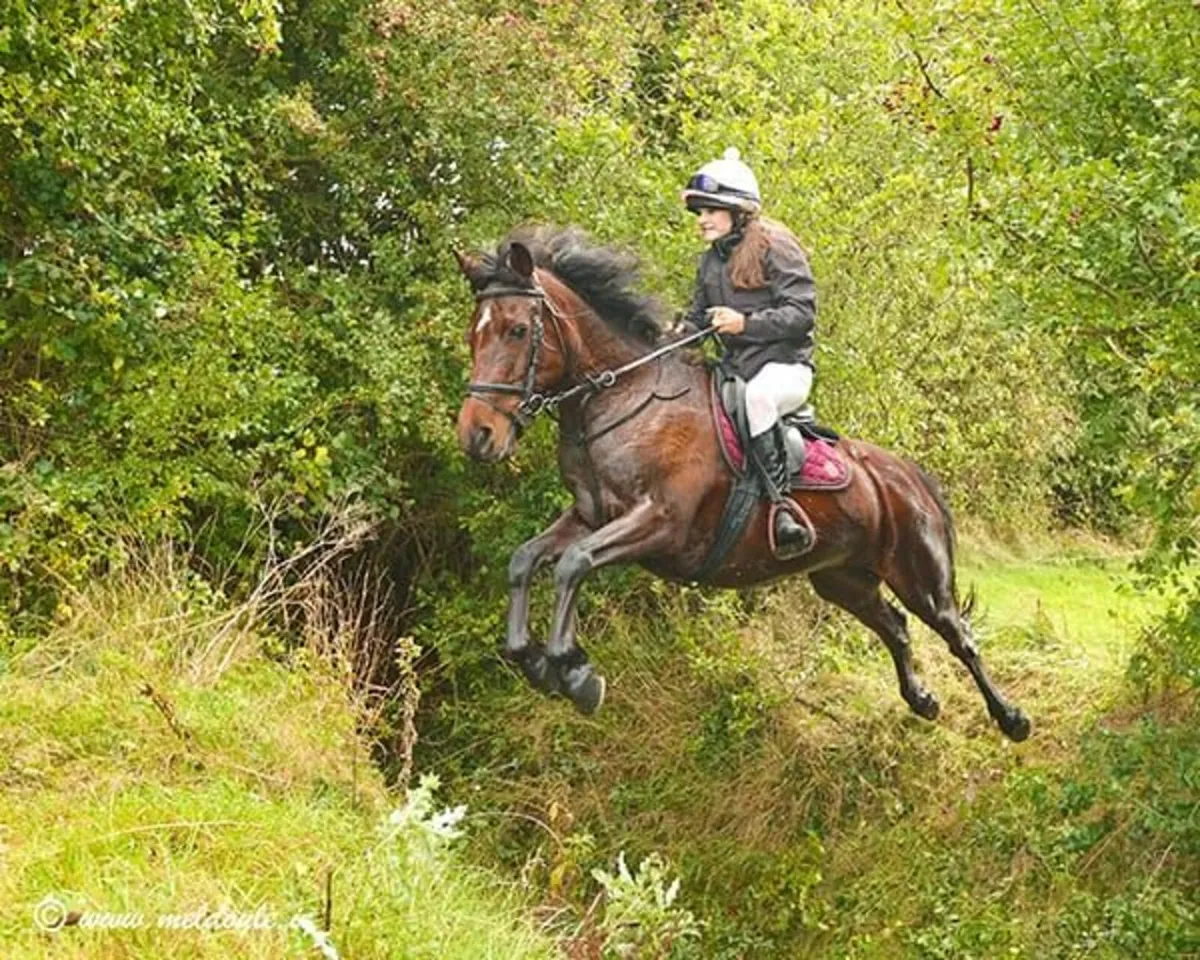 EXPERIENCE HUNTING PONY - Image 1
