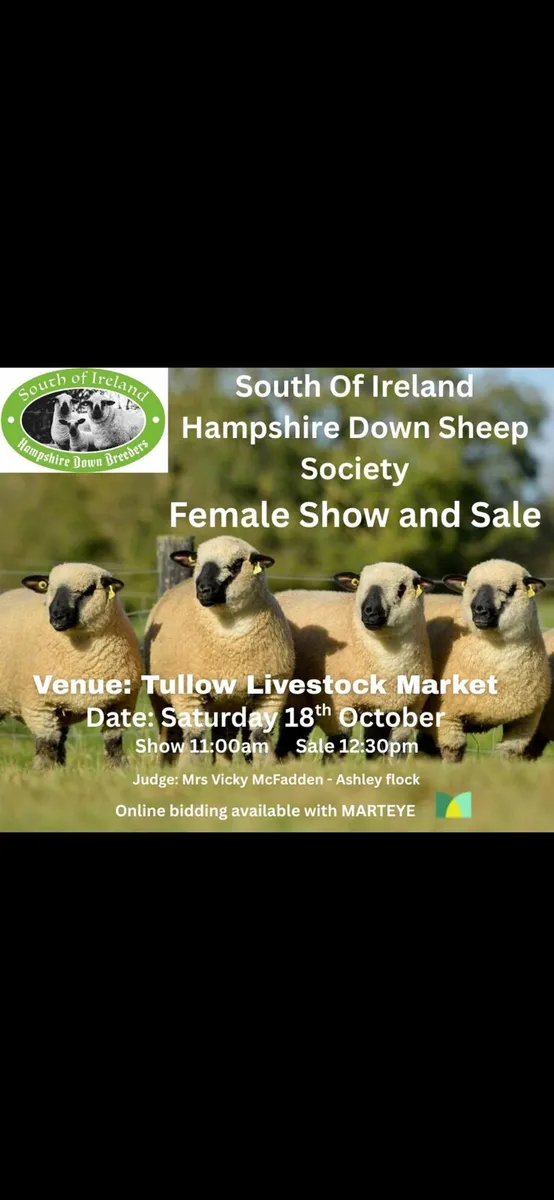 Hampshire Down inlamb Sale