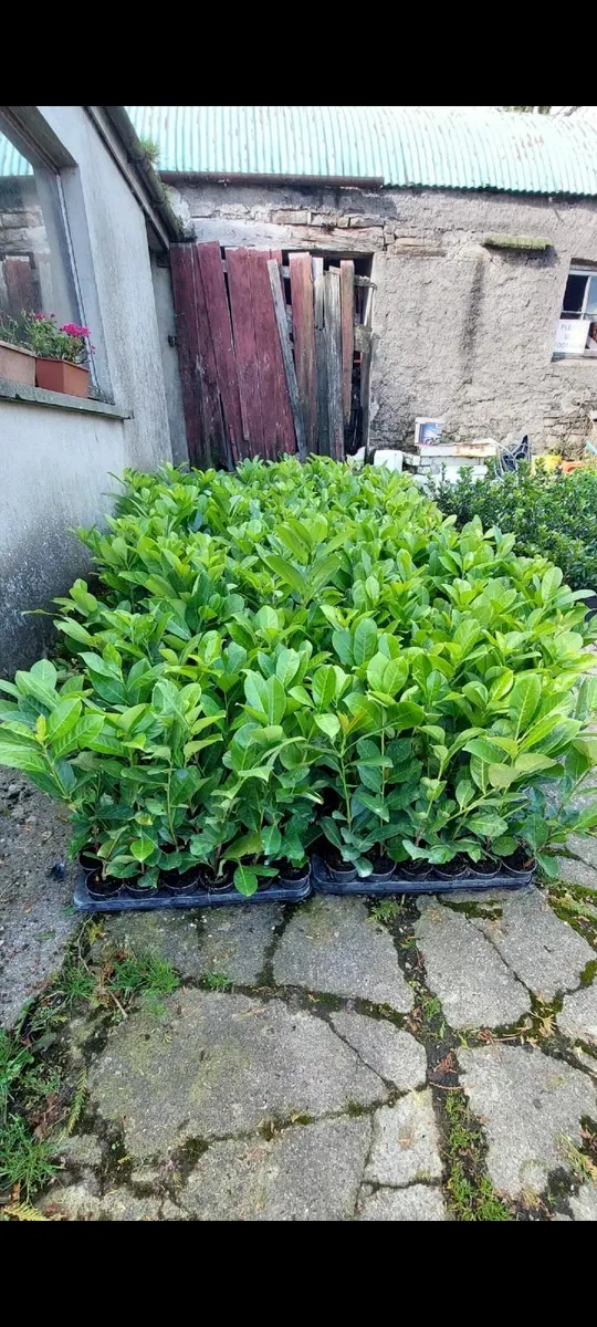 Laurel Hedging