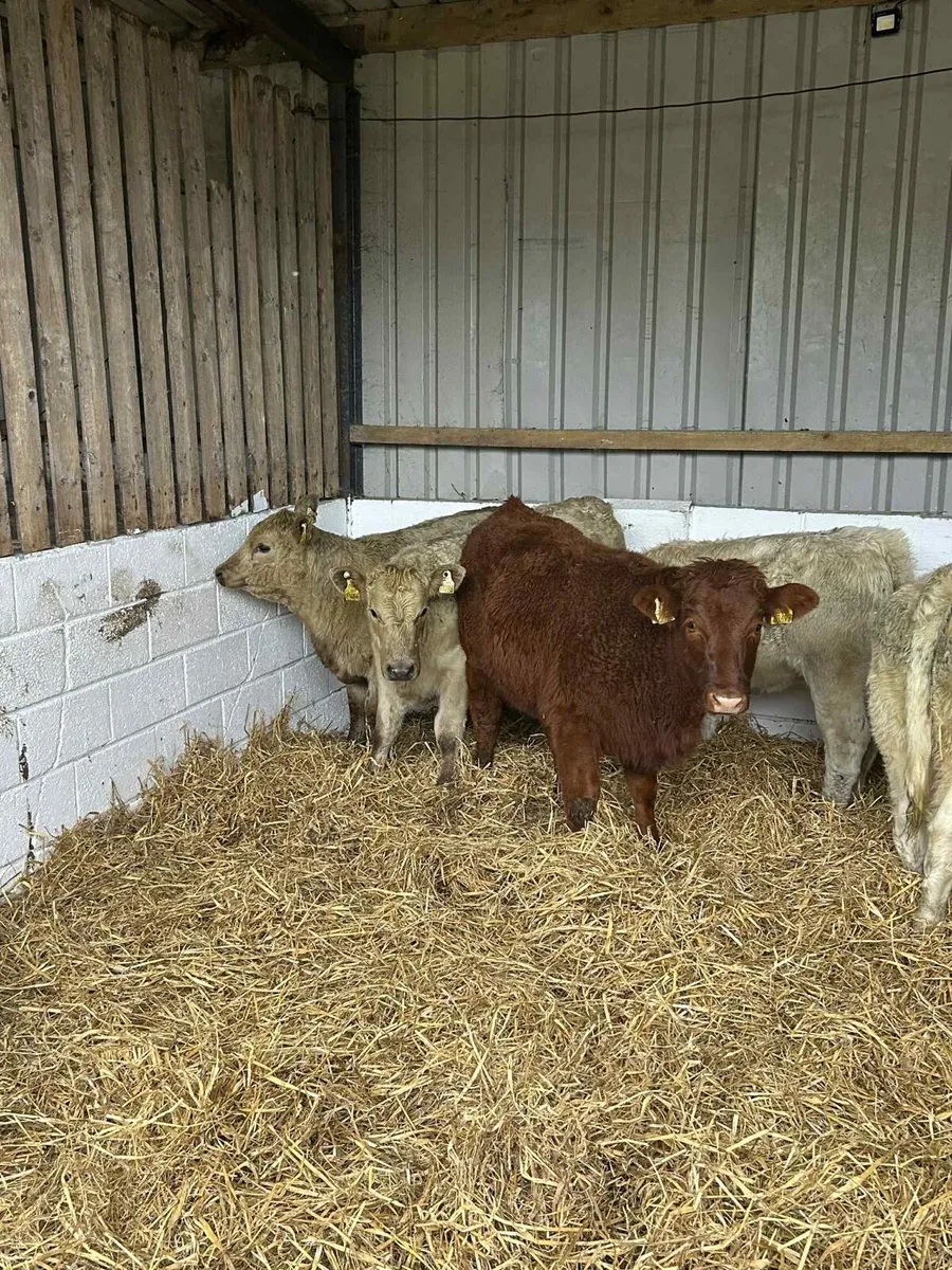 6 Smashing LMx & CHx heifers - Image 1