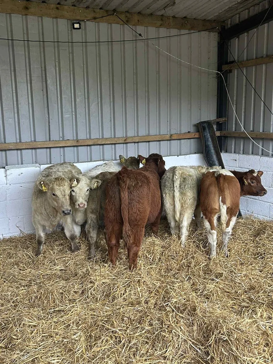 6 Smashing LMx & CHx heifers - Image 2