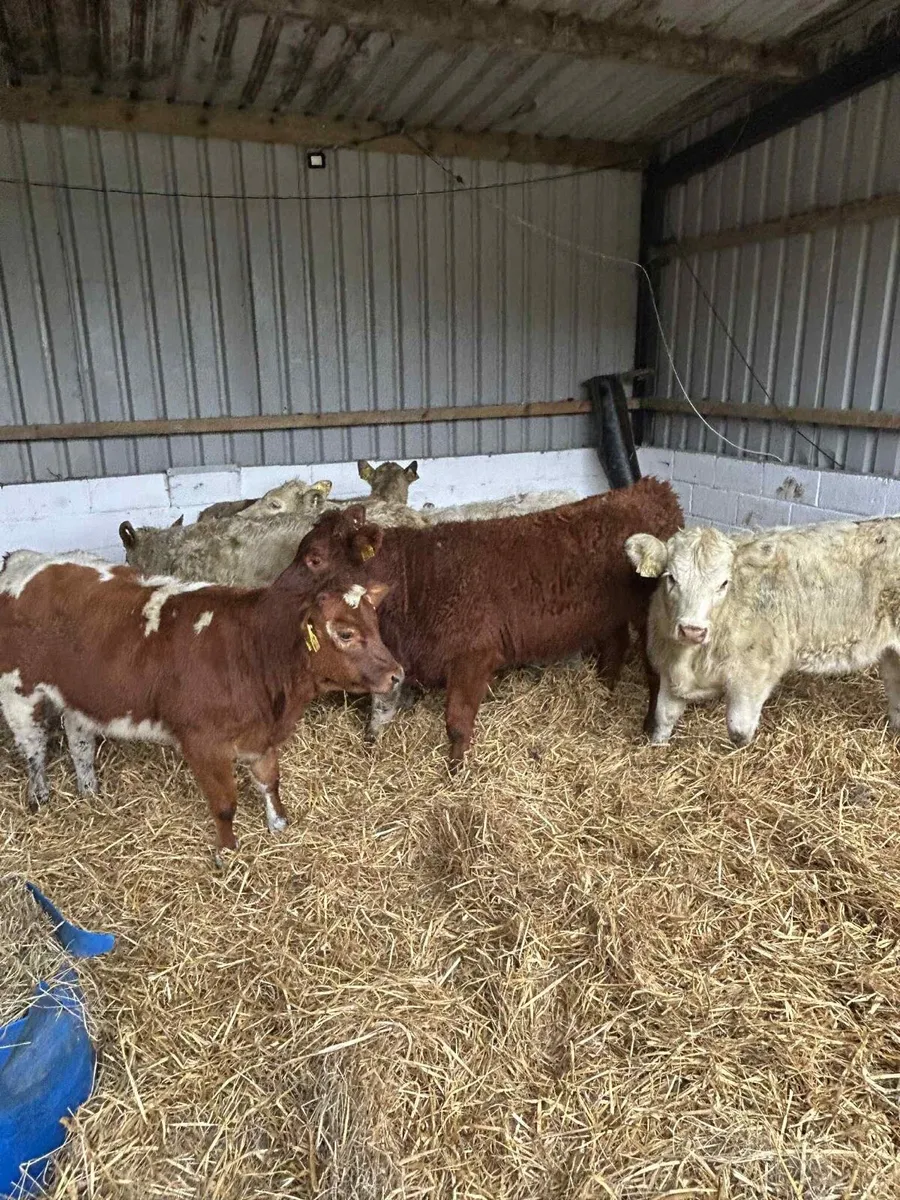 6 Smashing LMx & CHx heifers - Image 3
