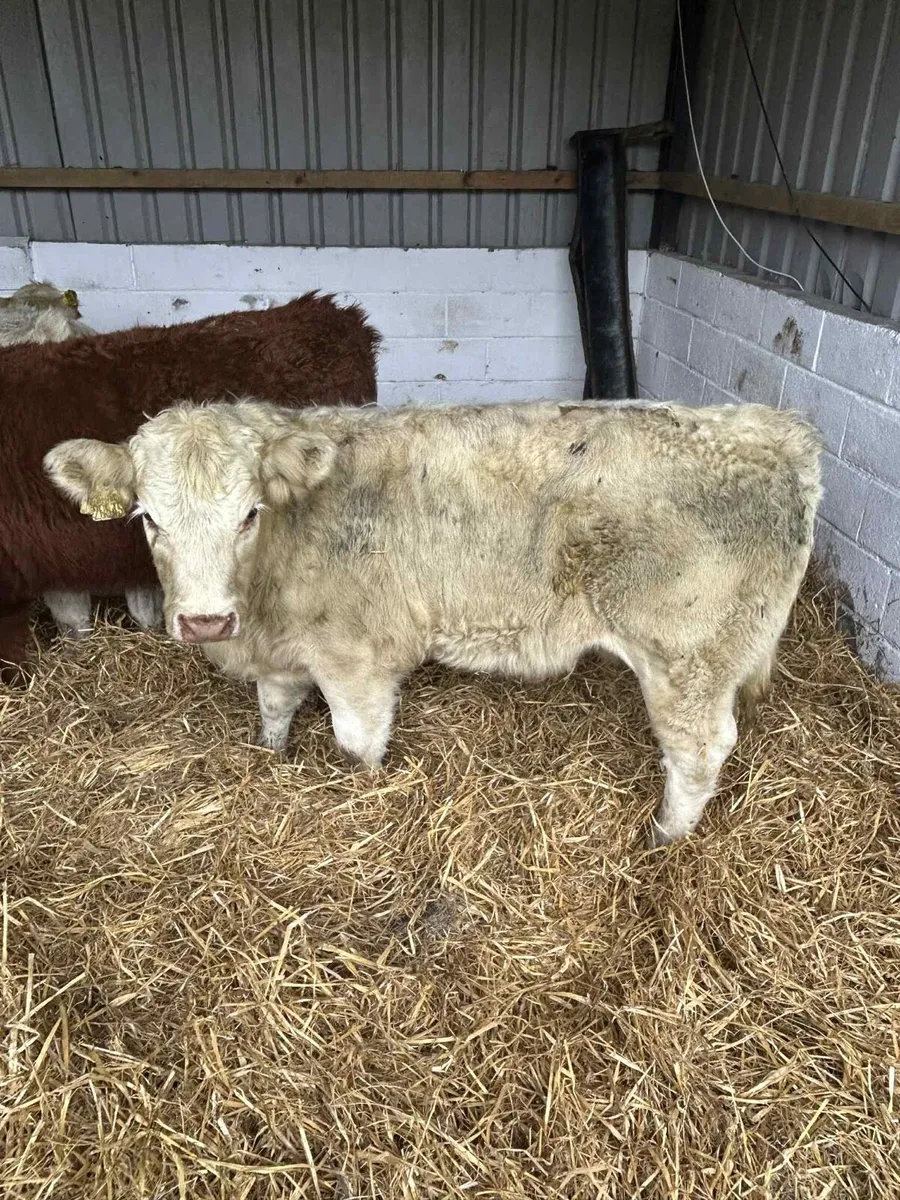 6 Smashing LMx & CHx heifers - Image 4