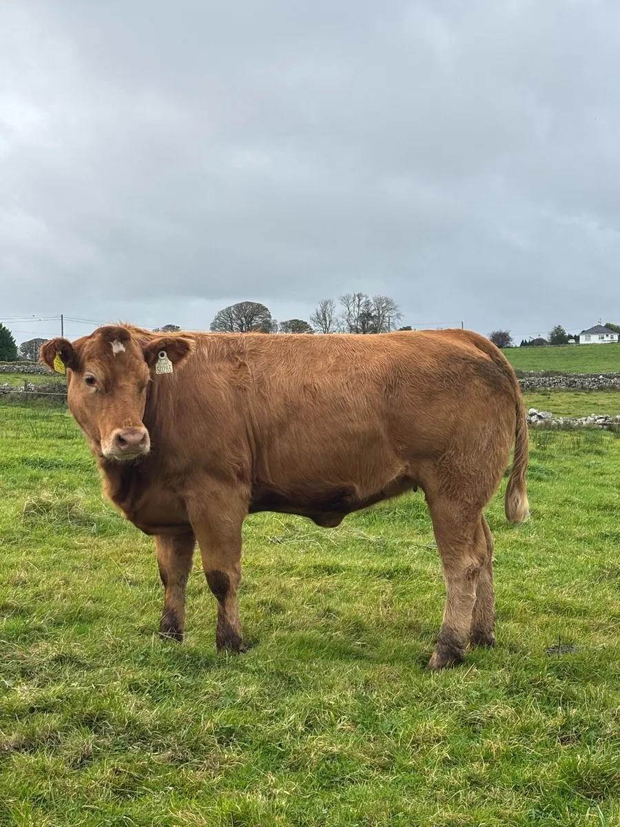 U Grade Heifers - Image 1