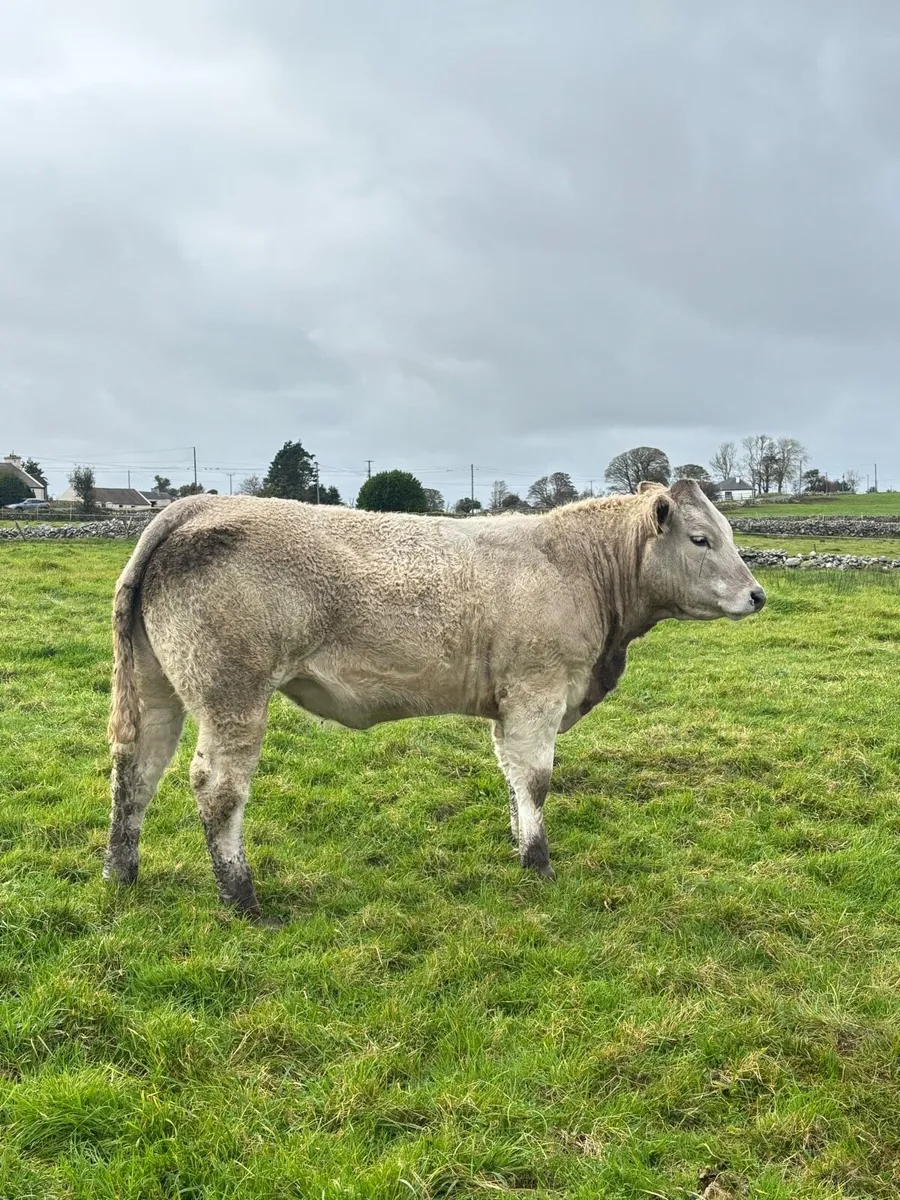 U Grade Heifers - Image 2