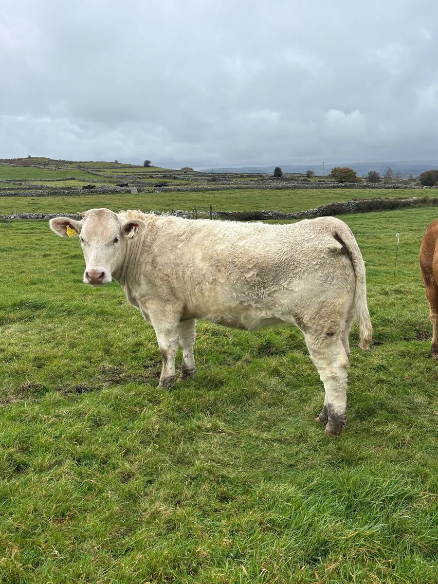U Grade Heifers - Image 3