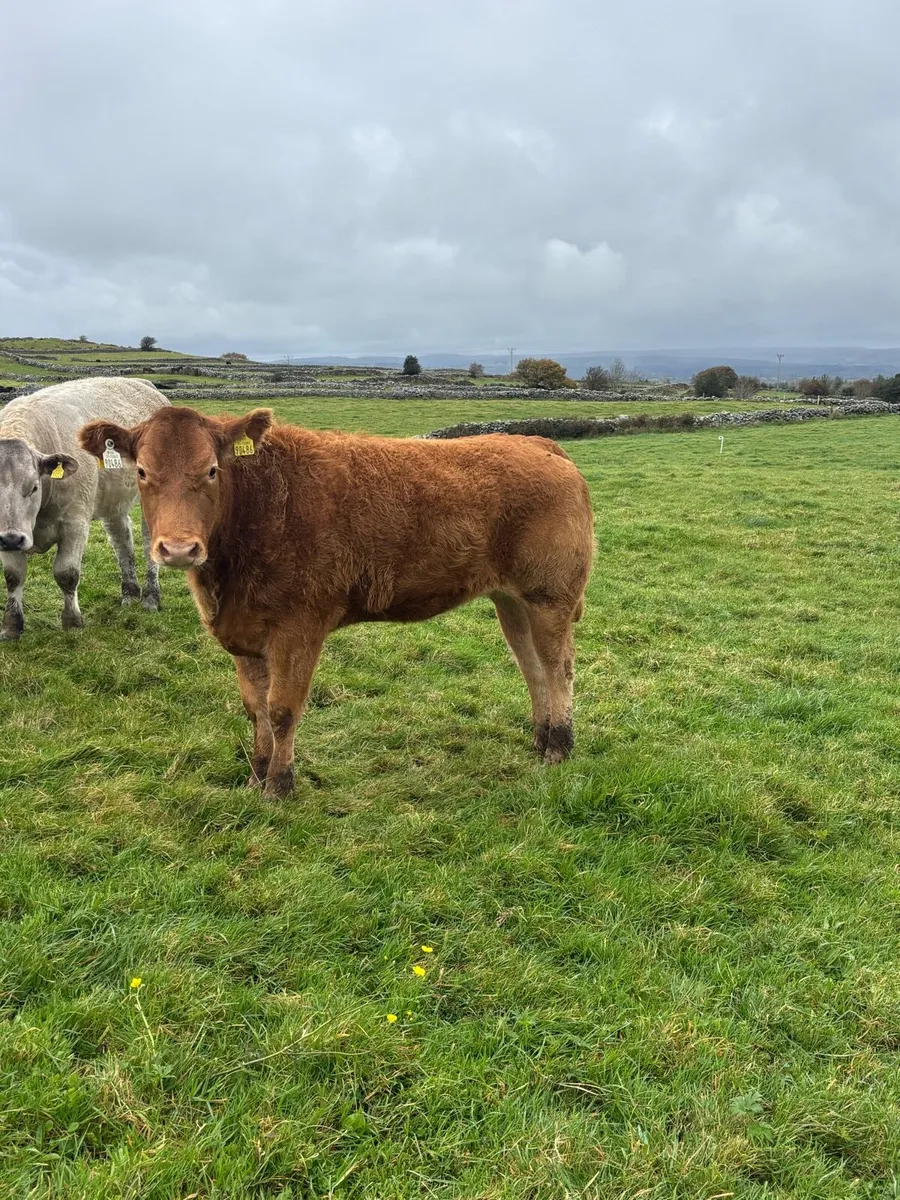 U Grade Heifers - Image 4